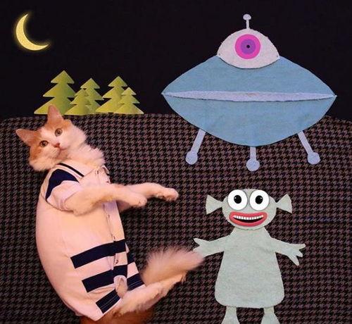 猫变成人结婚视频,一段跨越物种的浪漫婚礼